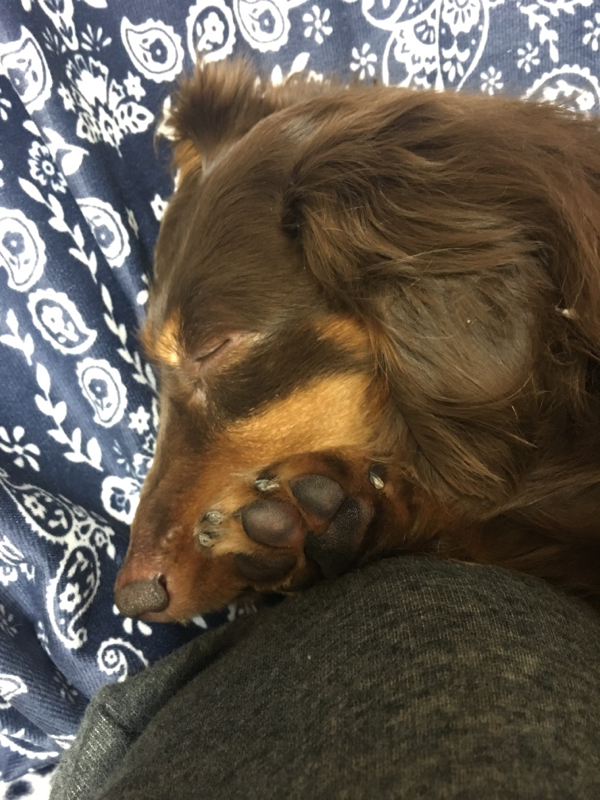 アニカム最終回感想という名の犬童と土方さんの話