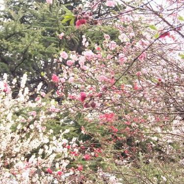 #01春のイメージで即興してみました～