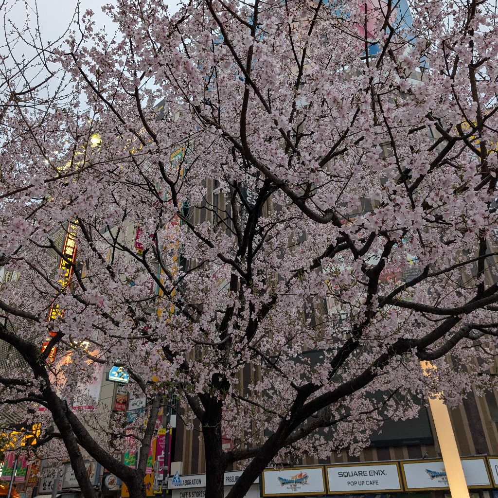 拝啓、柳井様宛のお便りについて、音読しています