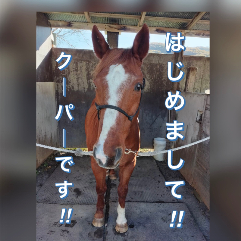 𖤣𖠿𖤣⋆*🏇へぇ〜となる競馬の おはなし
