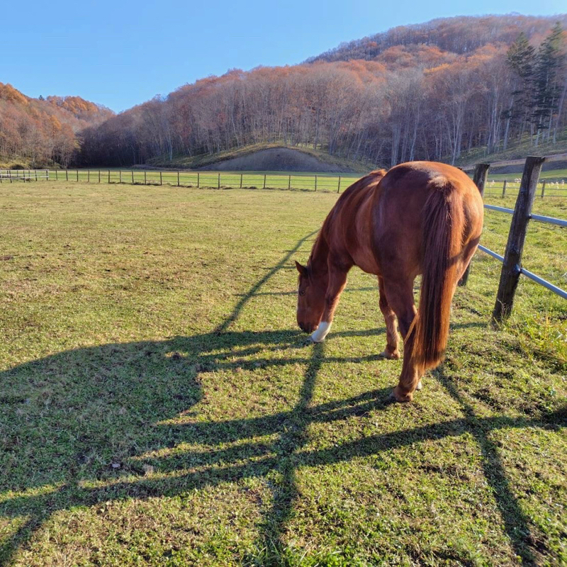 𖤣𖠿𖤣⋆*🏇へぇ〜となる競馬のおはなし