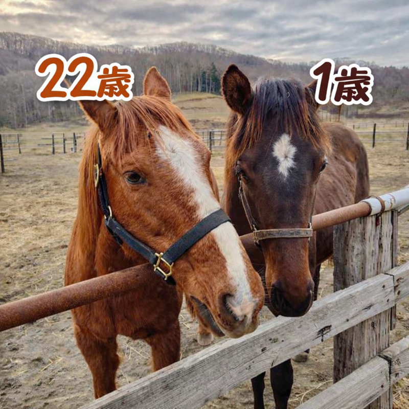 𖤣𖠿𖤣⋆*🏇へぇ〜となる競馬のおはなし