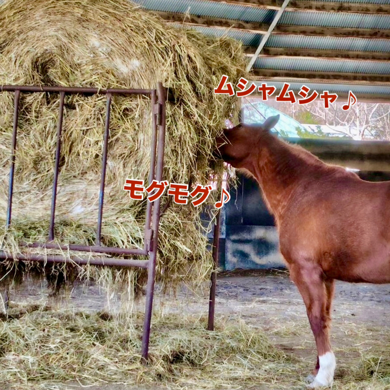 𖤣𖠿𖤣⋆*🏇へぇ〜となる競馬のおはなし