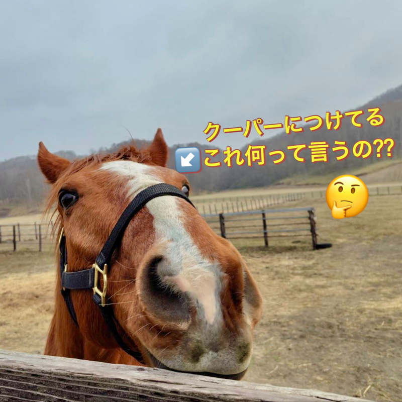 𖤣𖠿𖤣⋆*🏇へぇ〜となる競馬のおはなし