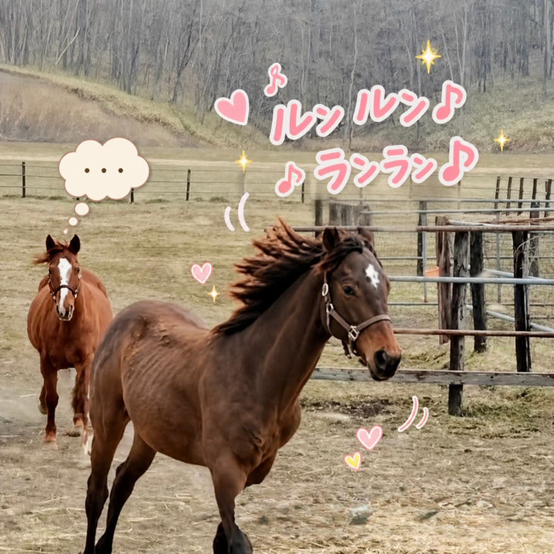 𖤣𖠿𖤣⋆*🏇へぇ〜となる競馬のおはなし