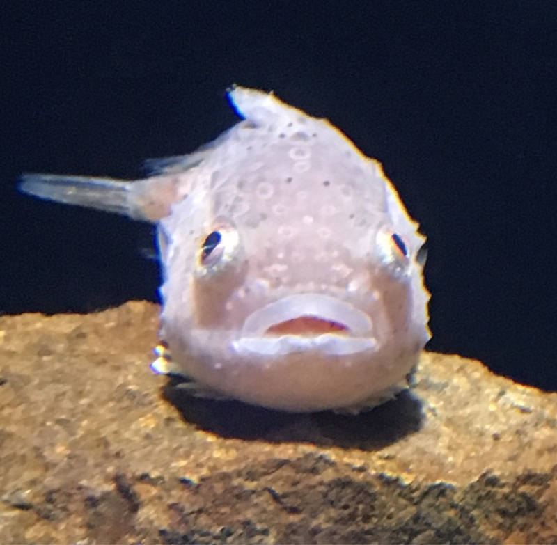 俺かく語りき