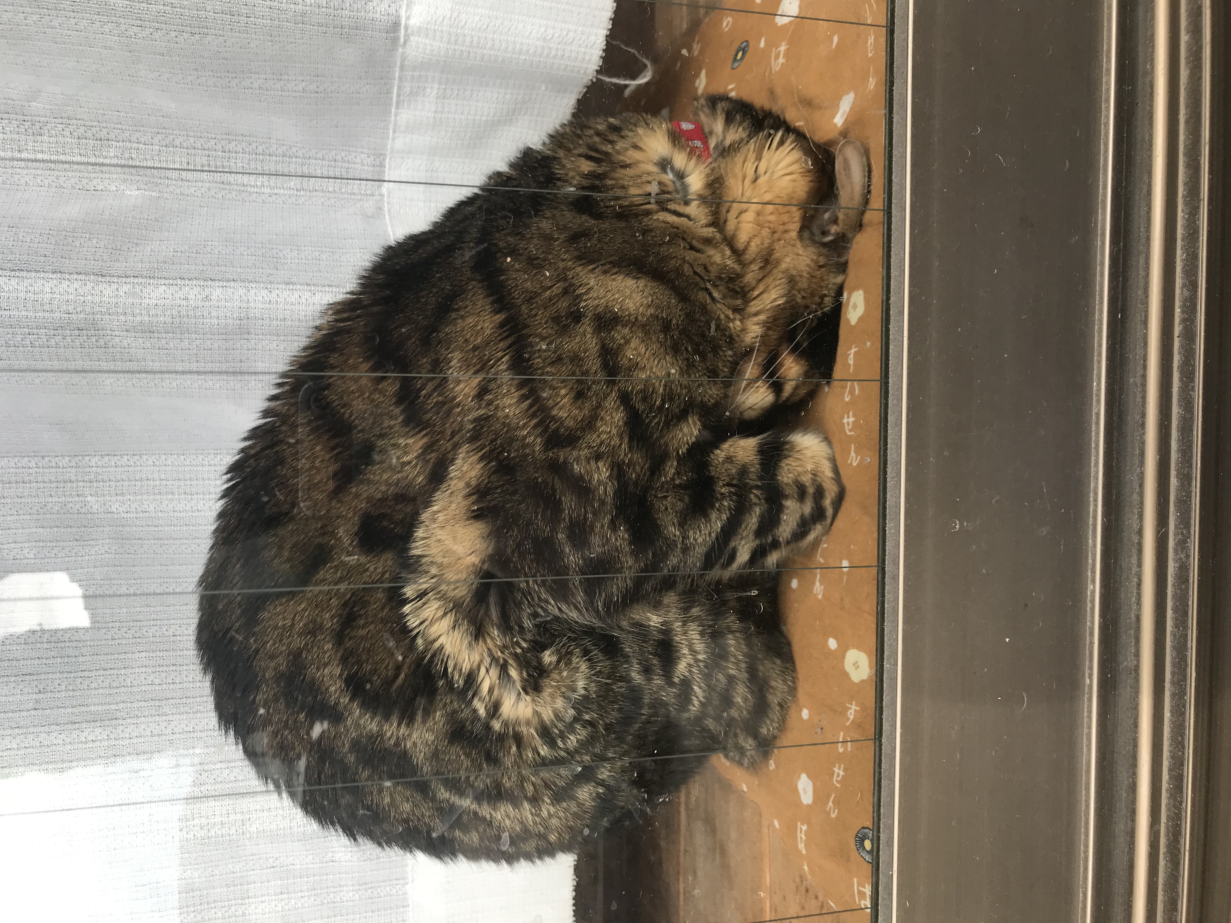 恐怖症のキョンキョントーキング