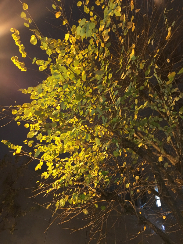 #1 自己紹介と読んだ本から言葉をクリップ「心はあなたのもとに」村上龍