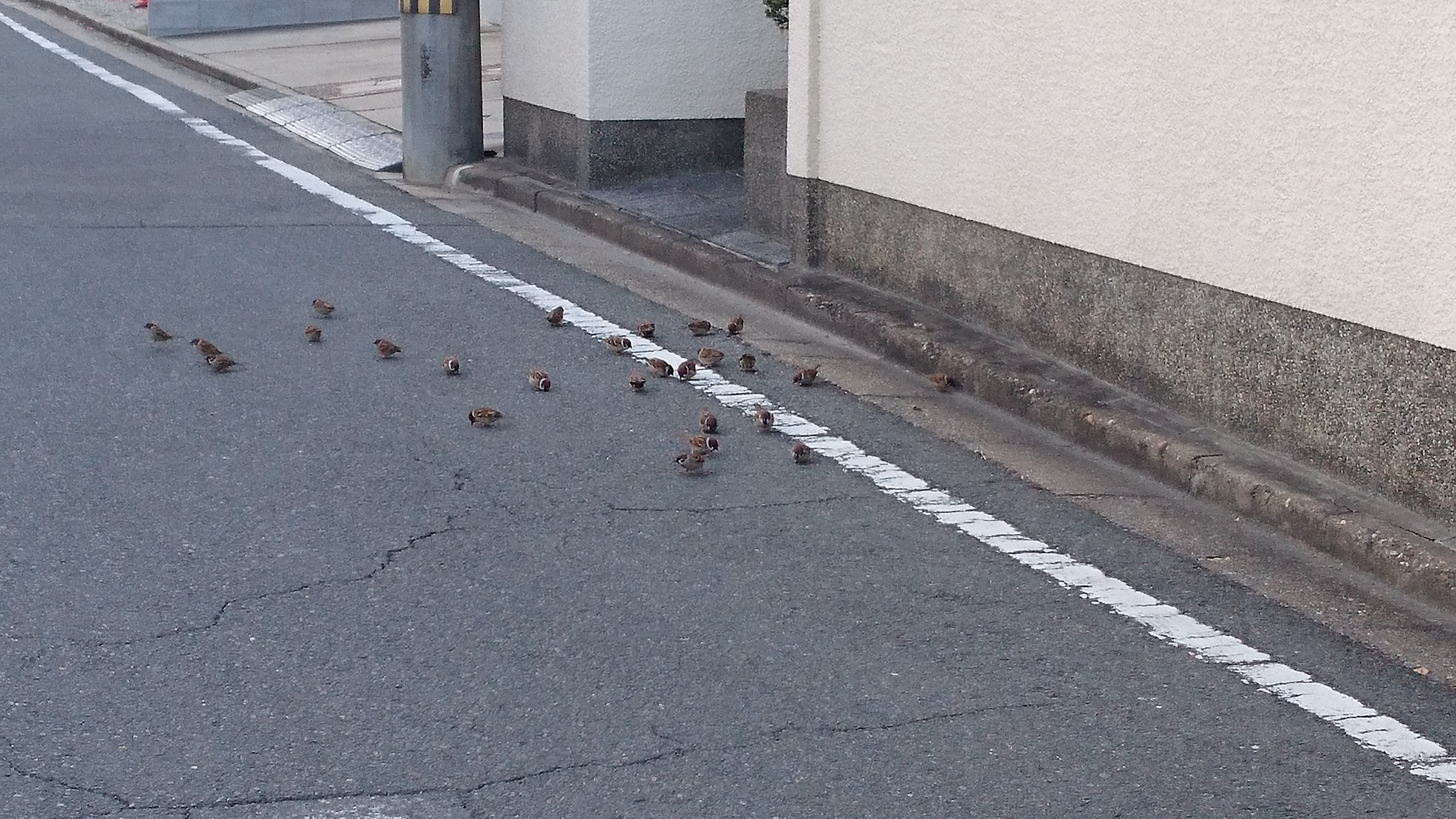 さようならみなさま(4週間くらい)