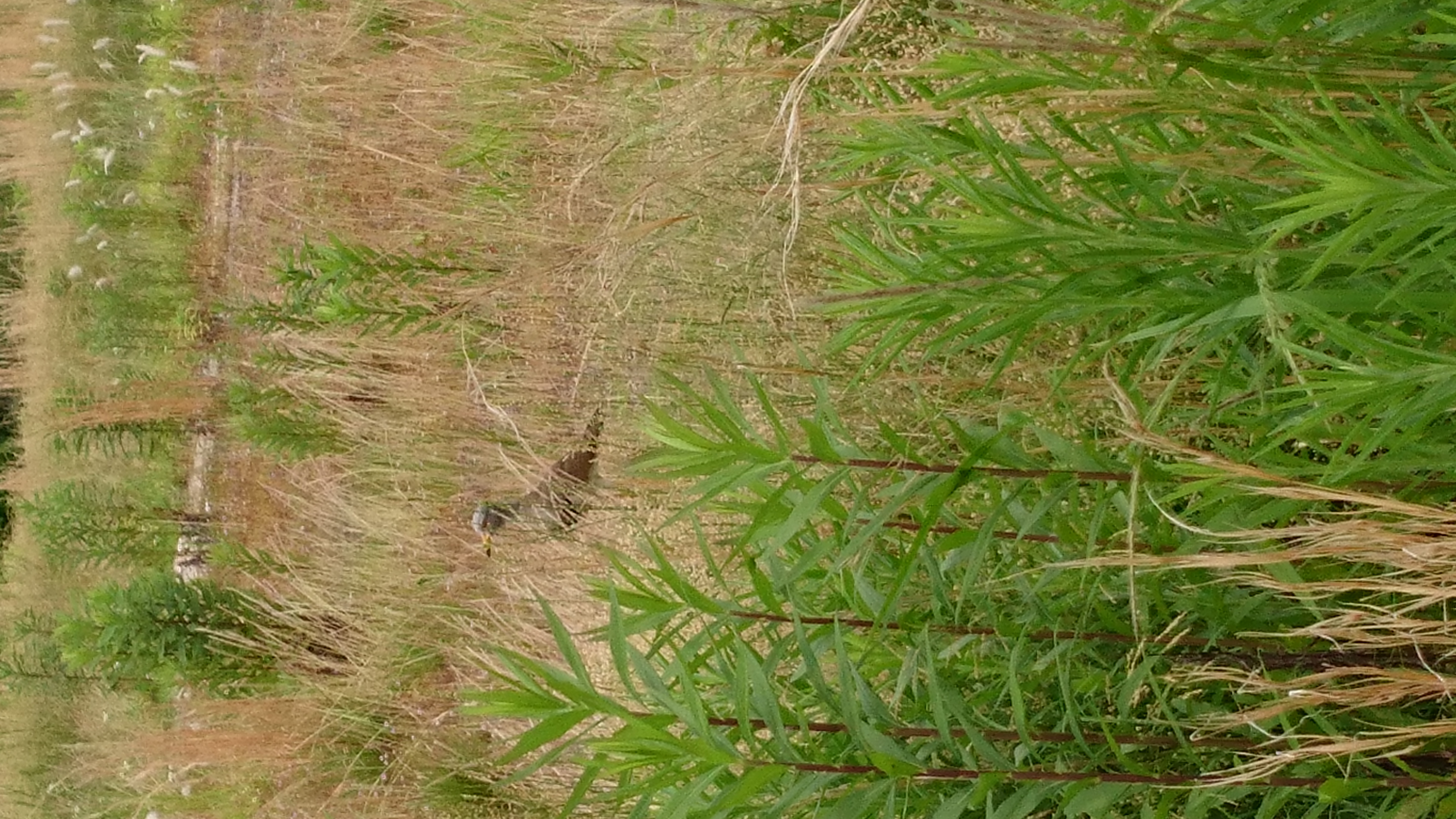 えっ、録音の一時停止とかできるのかい！？