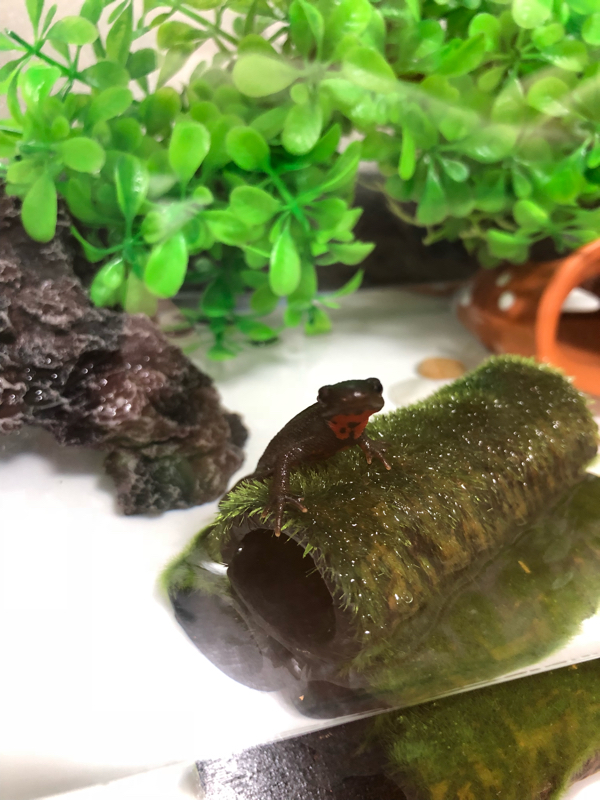 うちのペットは美しい