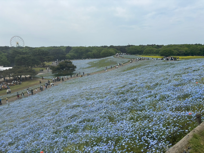 stっち🍞ブロッコリー隊長🥦