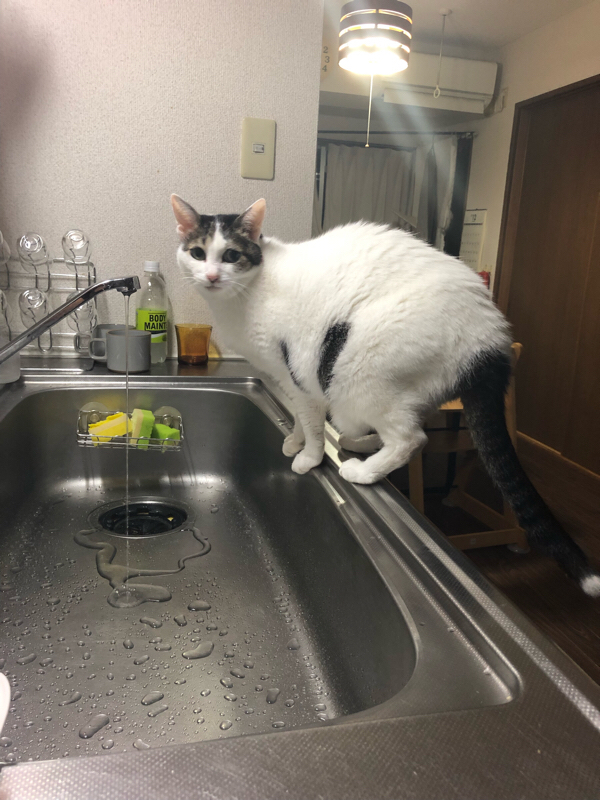 その1  はじめまして。とイノシシの話。