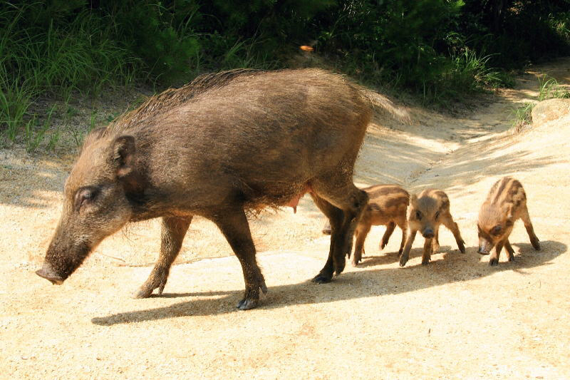 その6  また和菓子の話。