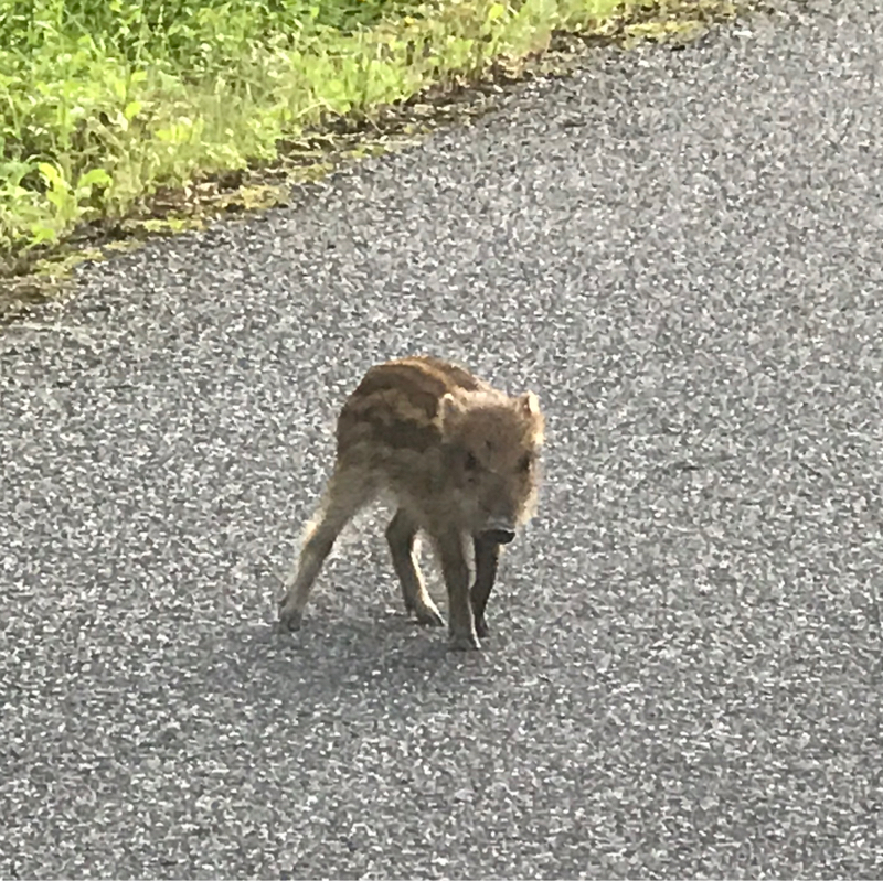 タテ村の村内放送