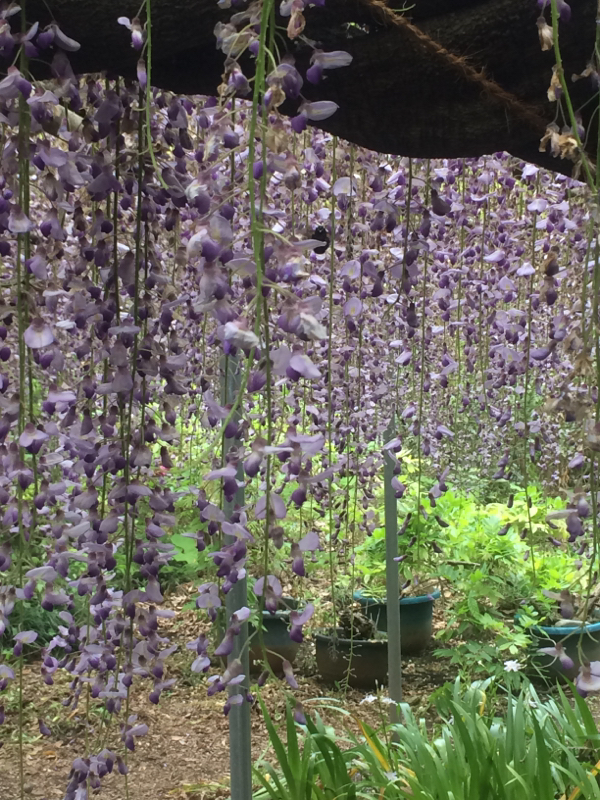 蛍の光り方と戦争と