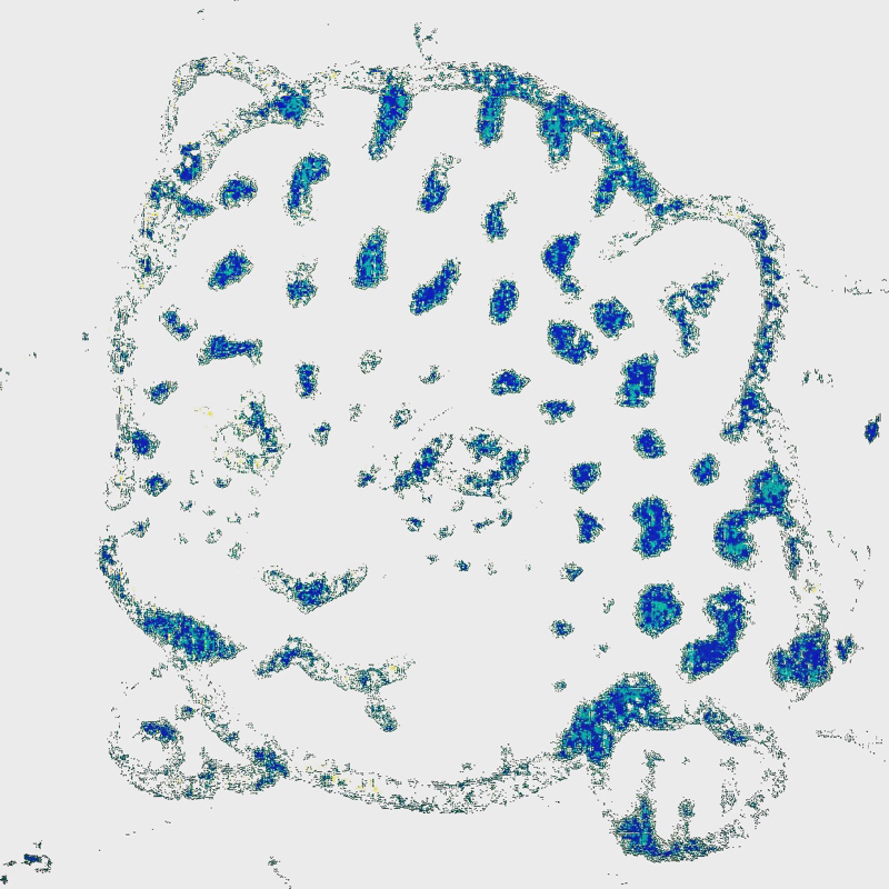 I’m L’egyptian of blue and white. By Joë Mr.