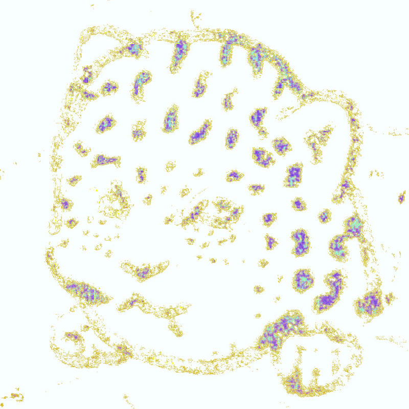 Salut Je le Louis Paris Lion Salut. (どうも．)