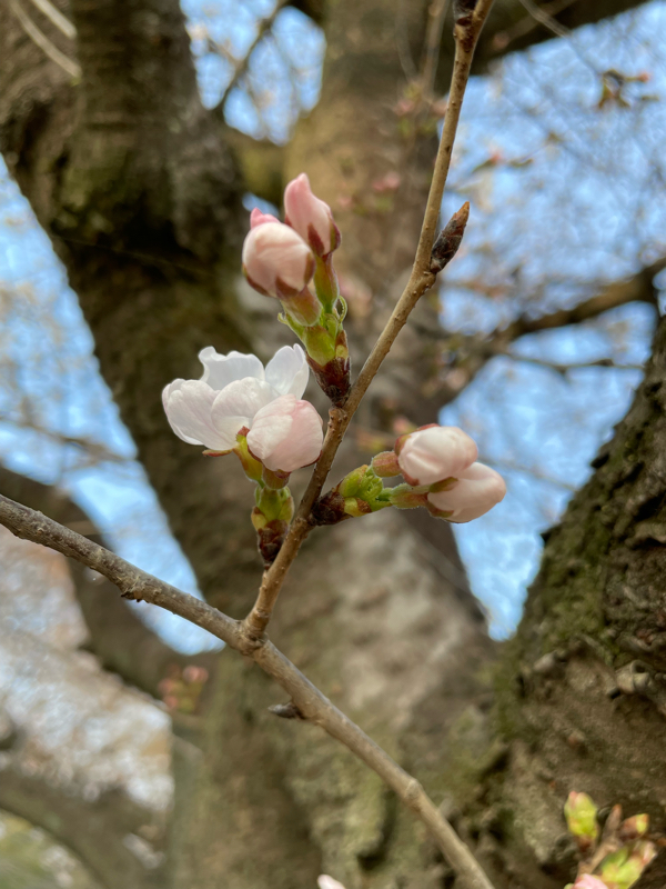 吉野桜を歌いました。