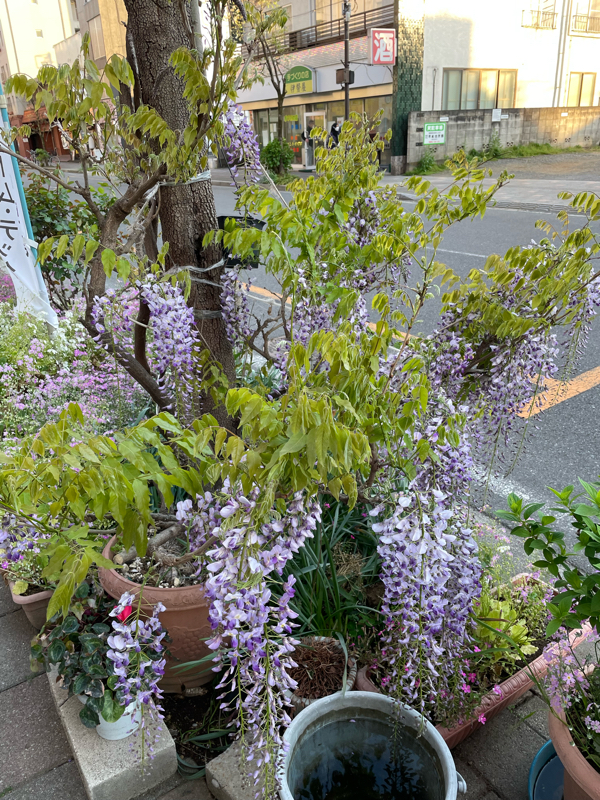 春が来ました(空気公団)