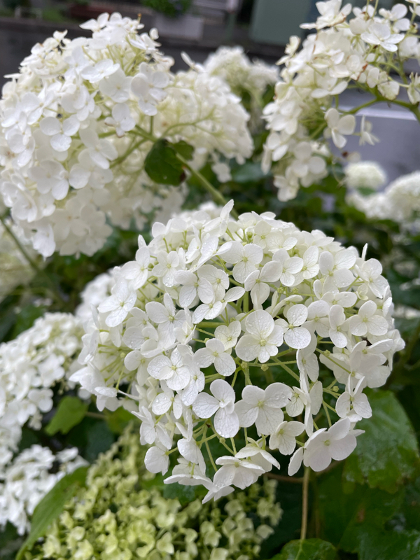 星めぐりの歌〜七夕さま