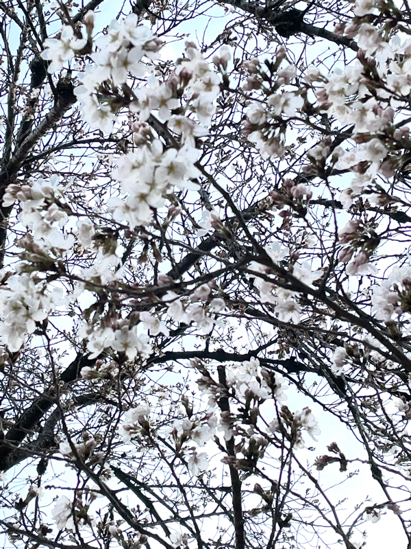 にしな、春一番　ソロ