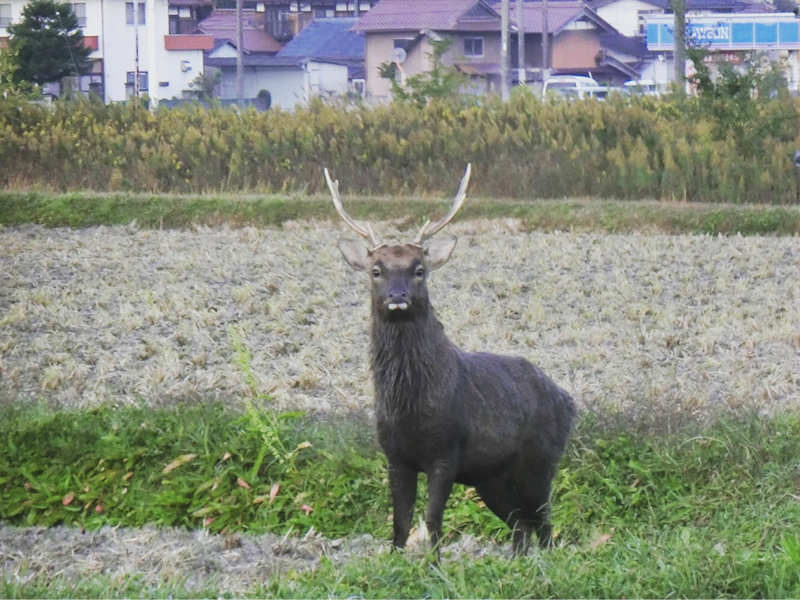 001🕸似ていると言われた親戚の話