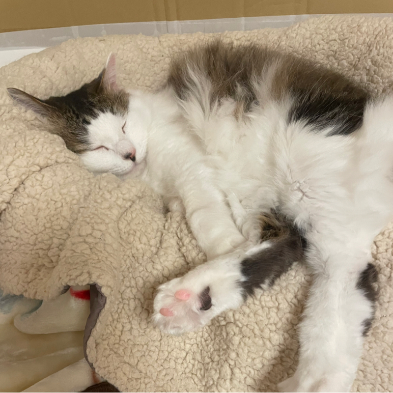 小太郎🐈のゴロゴロ