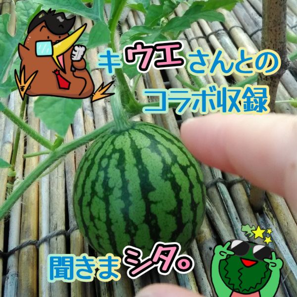 ﾁｬﾚﾝｼﾞ1🤗 副音声「誰かと収録トリました！」