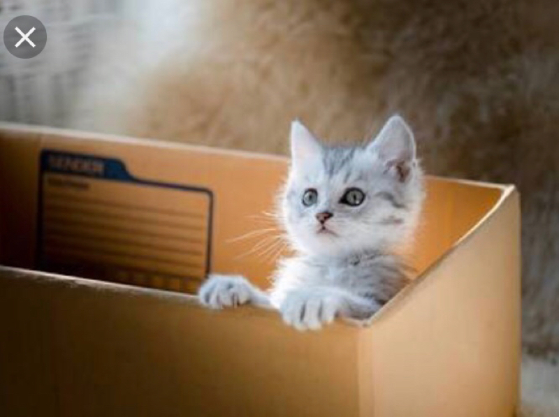 第19回 ステラジオ オープニング