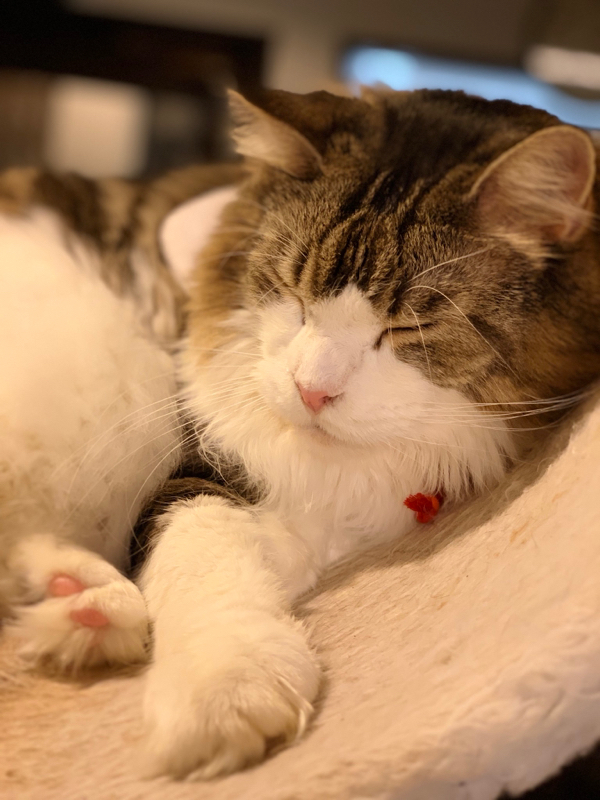 #8  〜シュガーラッシュオンライン〜