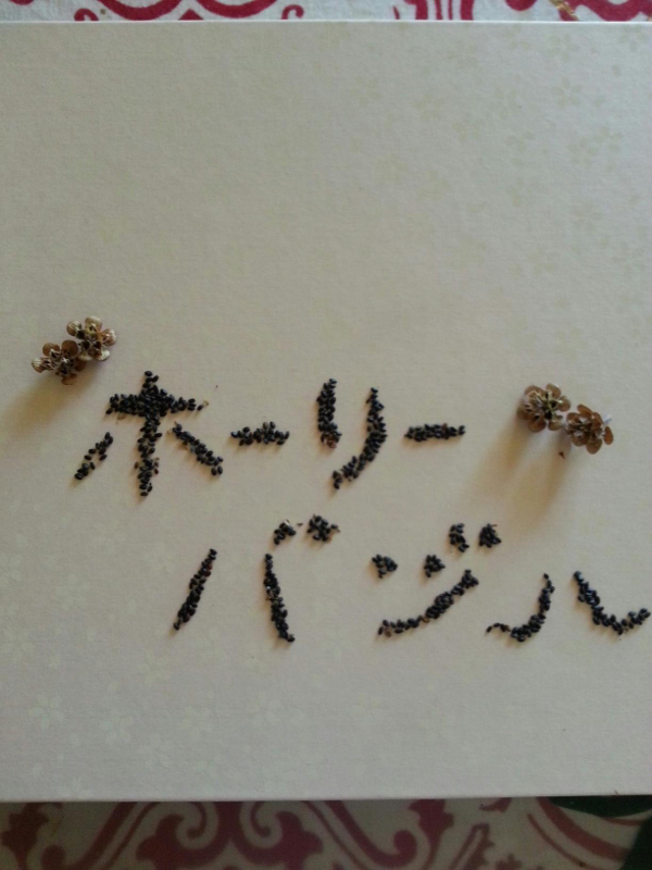 ホーリーバジルとまさかの出逢い‼️