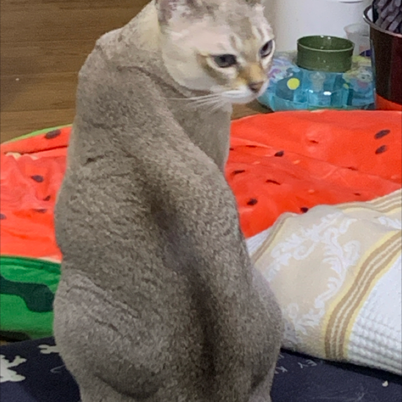 #1154 破壊の単独みた