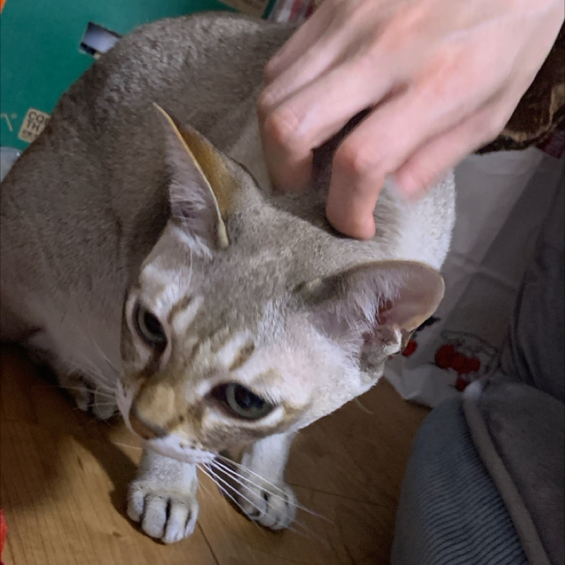 #1155 鼻息三三七拍子