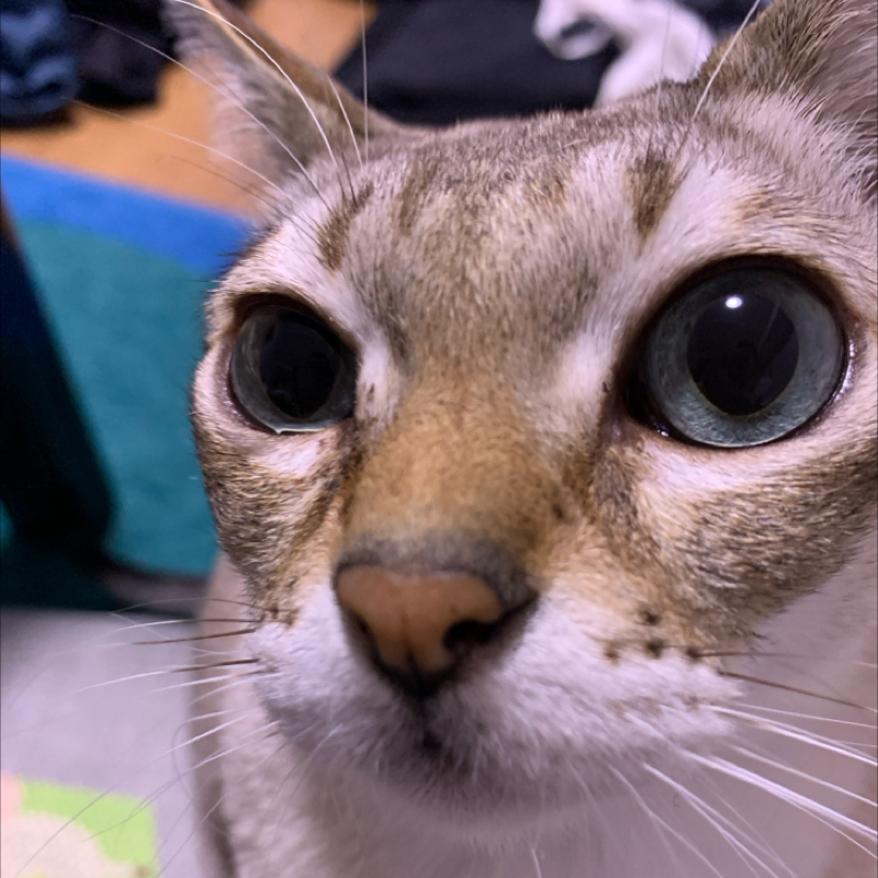 #1170 2025準々決勝当日！