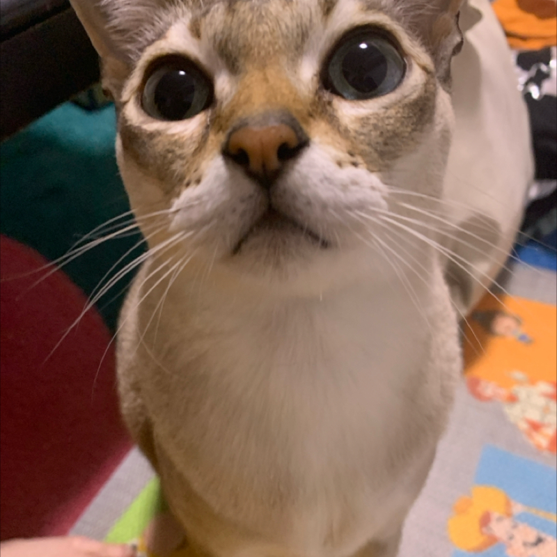 #1177 雑あるある