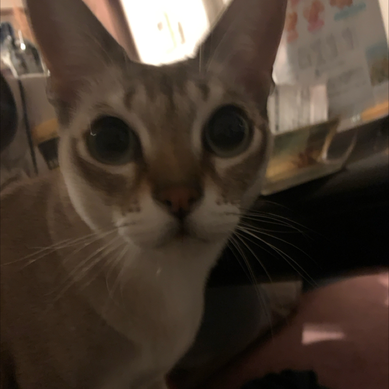 #1193 マックさんのフォロワー数