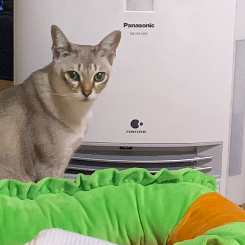 #1198 寒い人の匂い