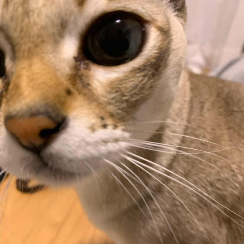 #1202 1100回台の目次②