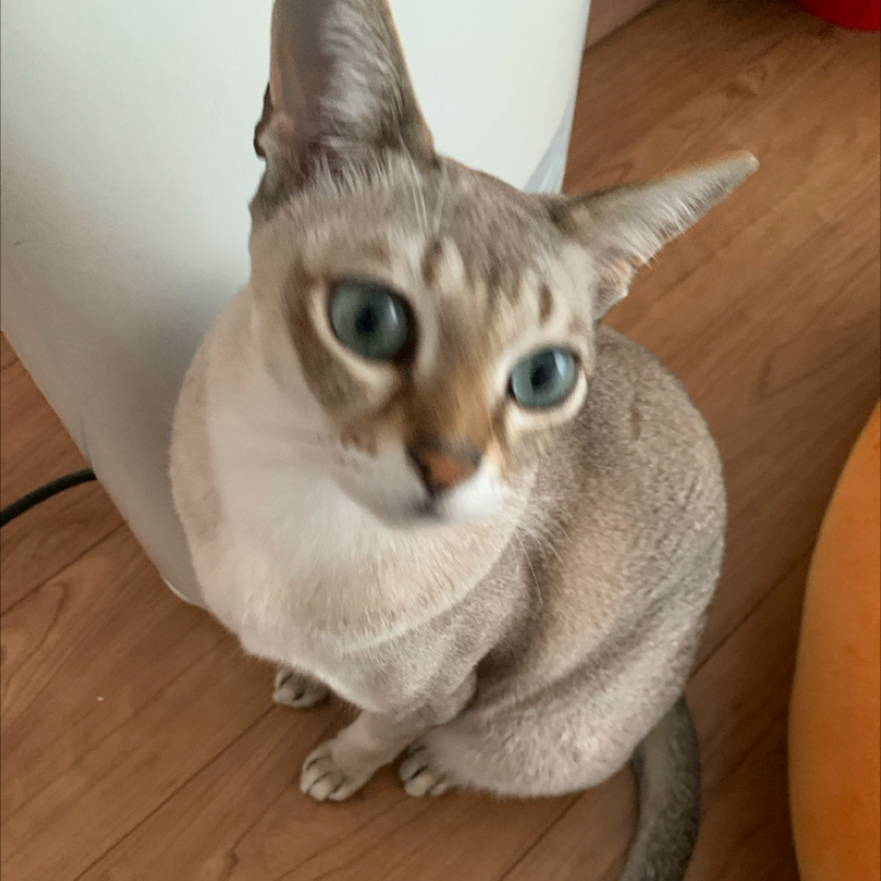 #1207 このあと大喜るがある