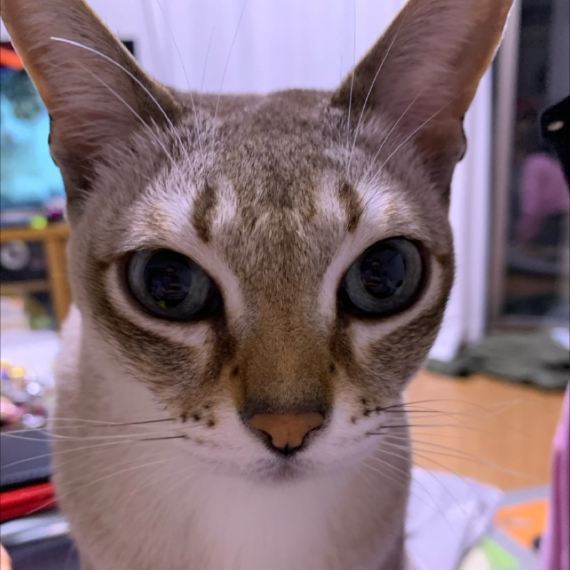 #1213 TVでゲームをした！