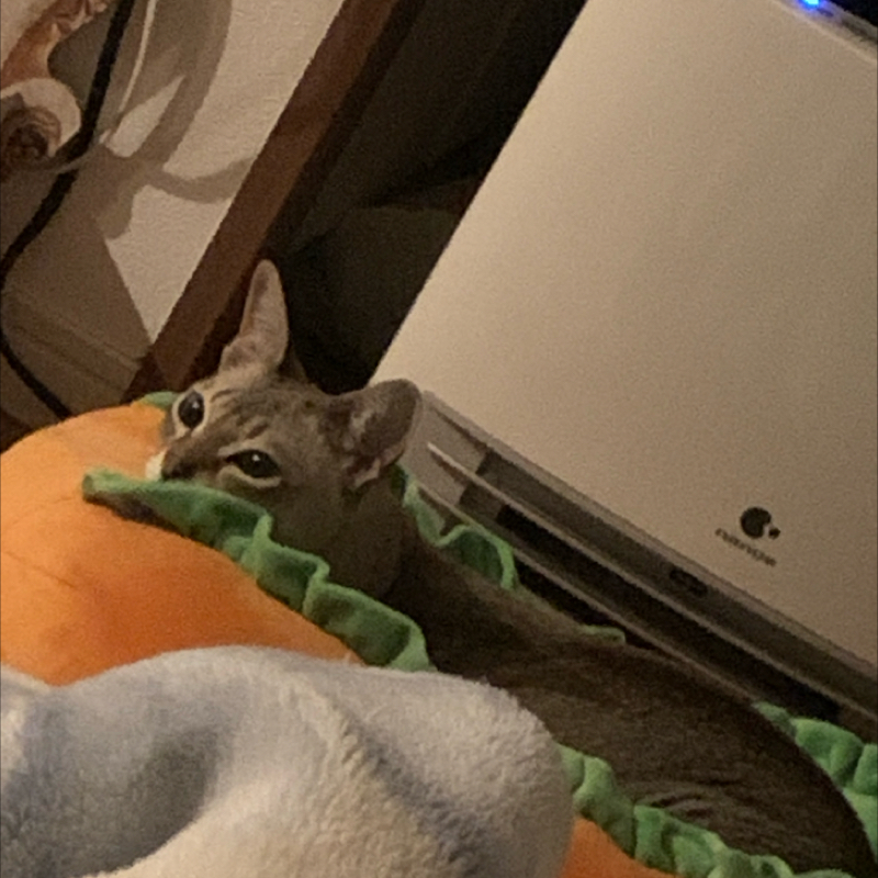 #1229 深夜もぐもぐラジオ