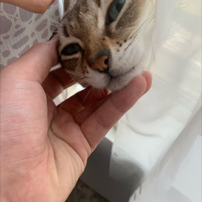 #1231 激励のチョップ