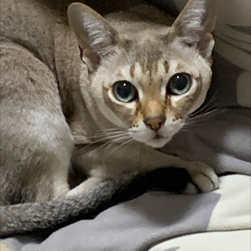 #1306 はじめての麻雀