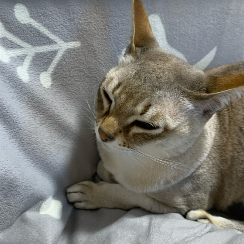 #1310 2025上半期ブレイク芸人