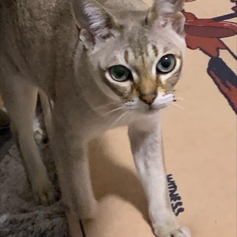 #1314 チャンピオンズ配信された