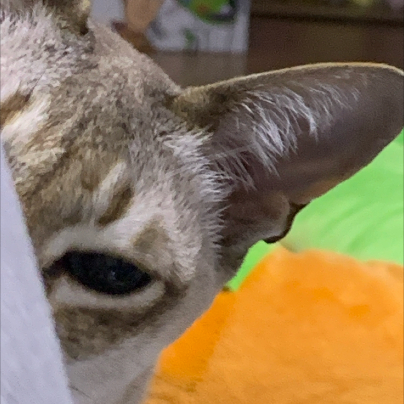 #1318 神々のゴシップ