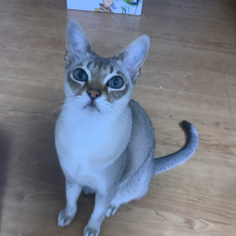 #1321 おすすめ大阪スポット