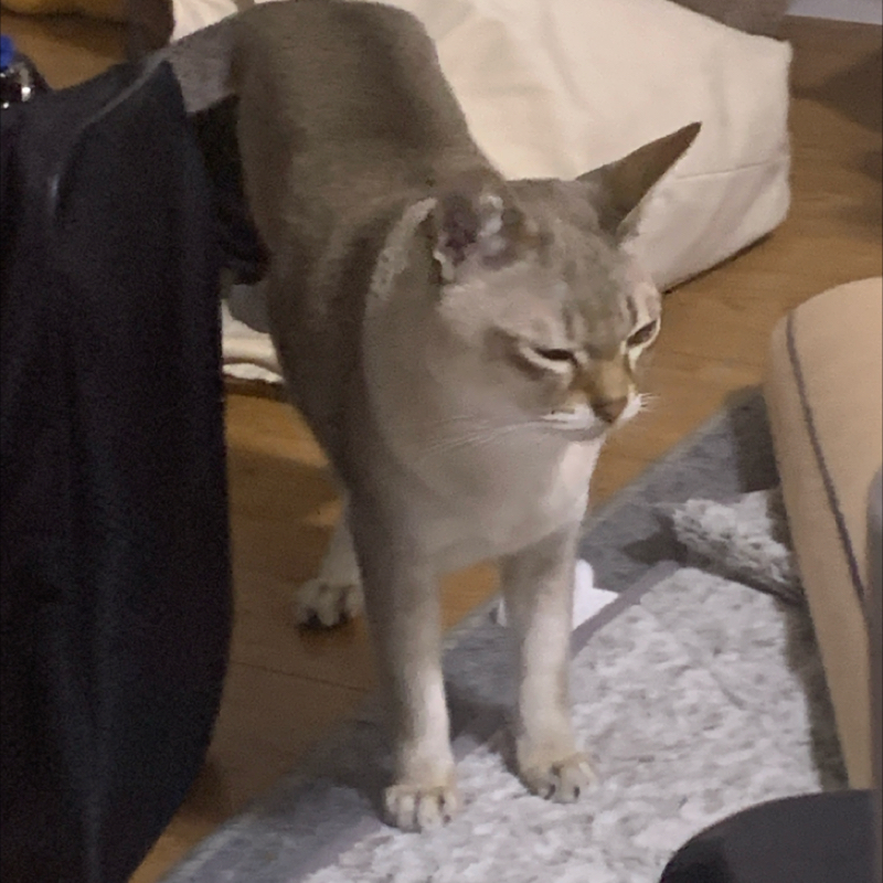 #1322 むしばっち