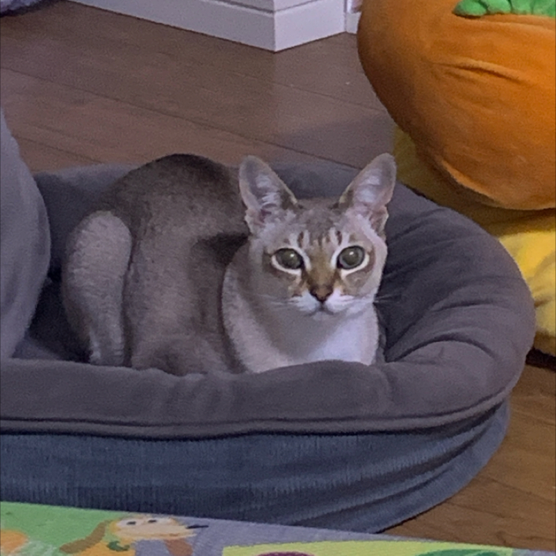 #1360 ねこのカジュアルなやつ